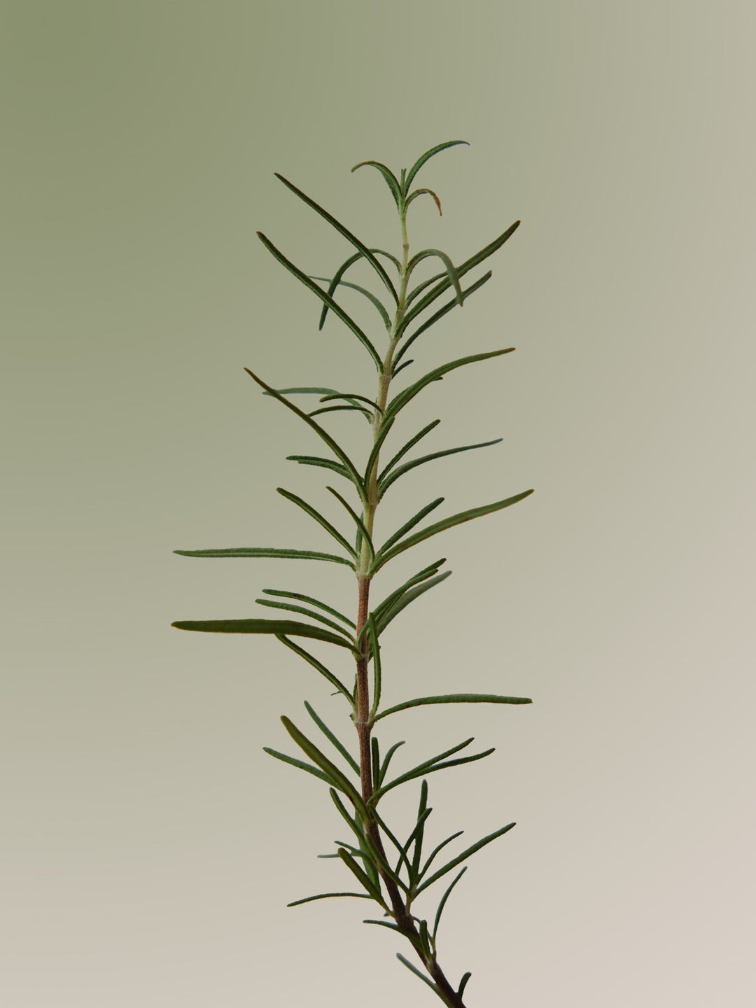 Rosemary Scalp Scaling Shampoo Mini 30ml