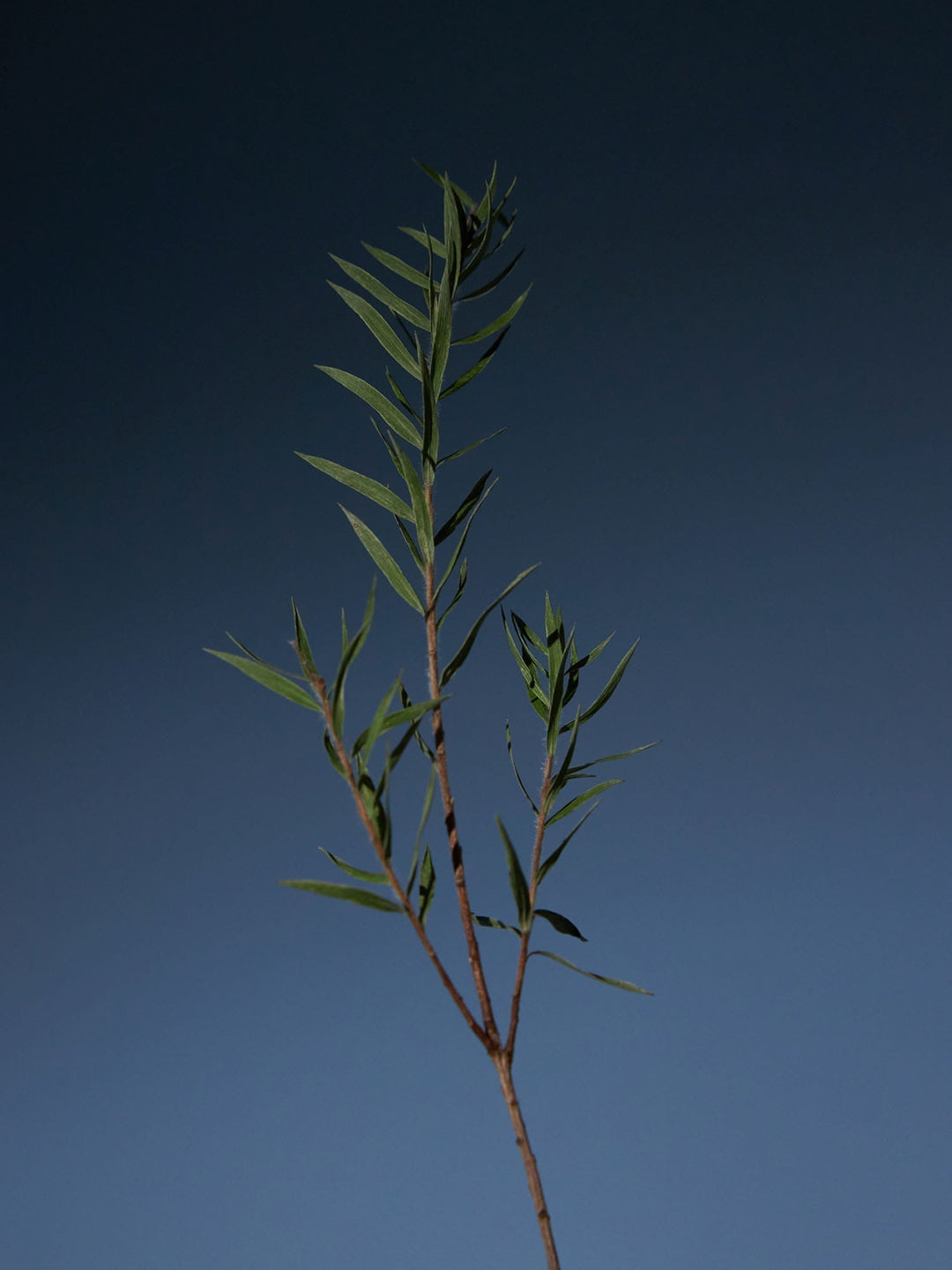 Tea Tree Purifying Tonic