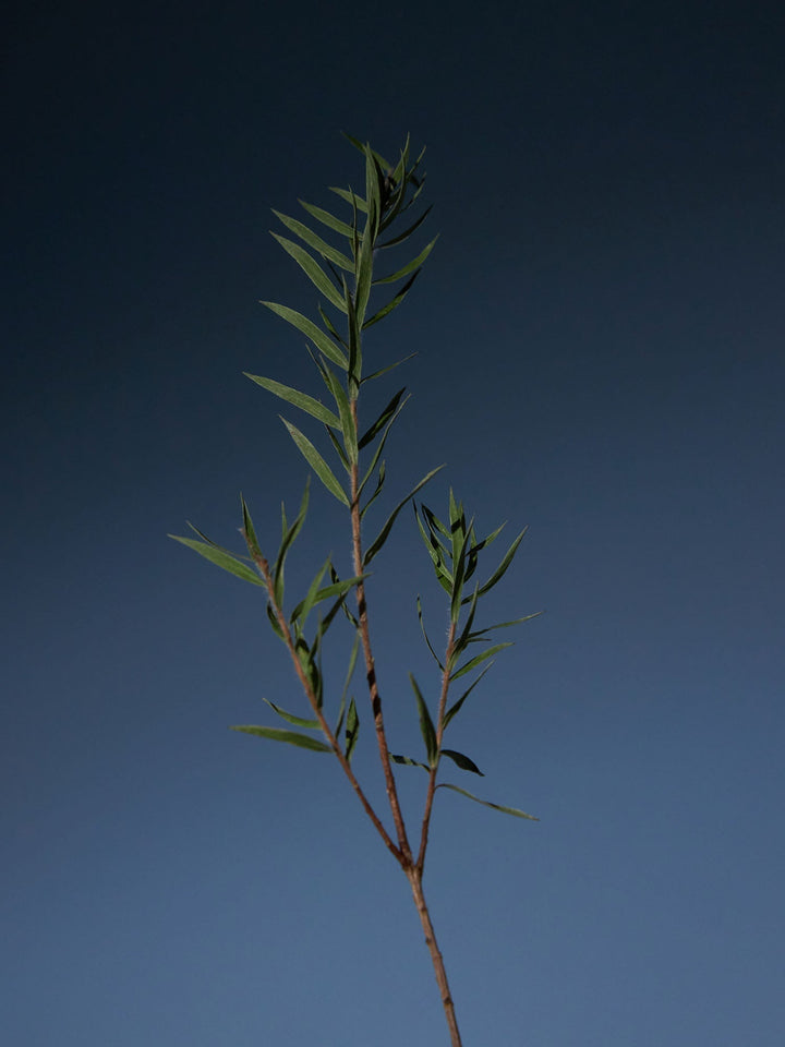 Tea Tree Purifying Tonic