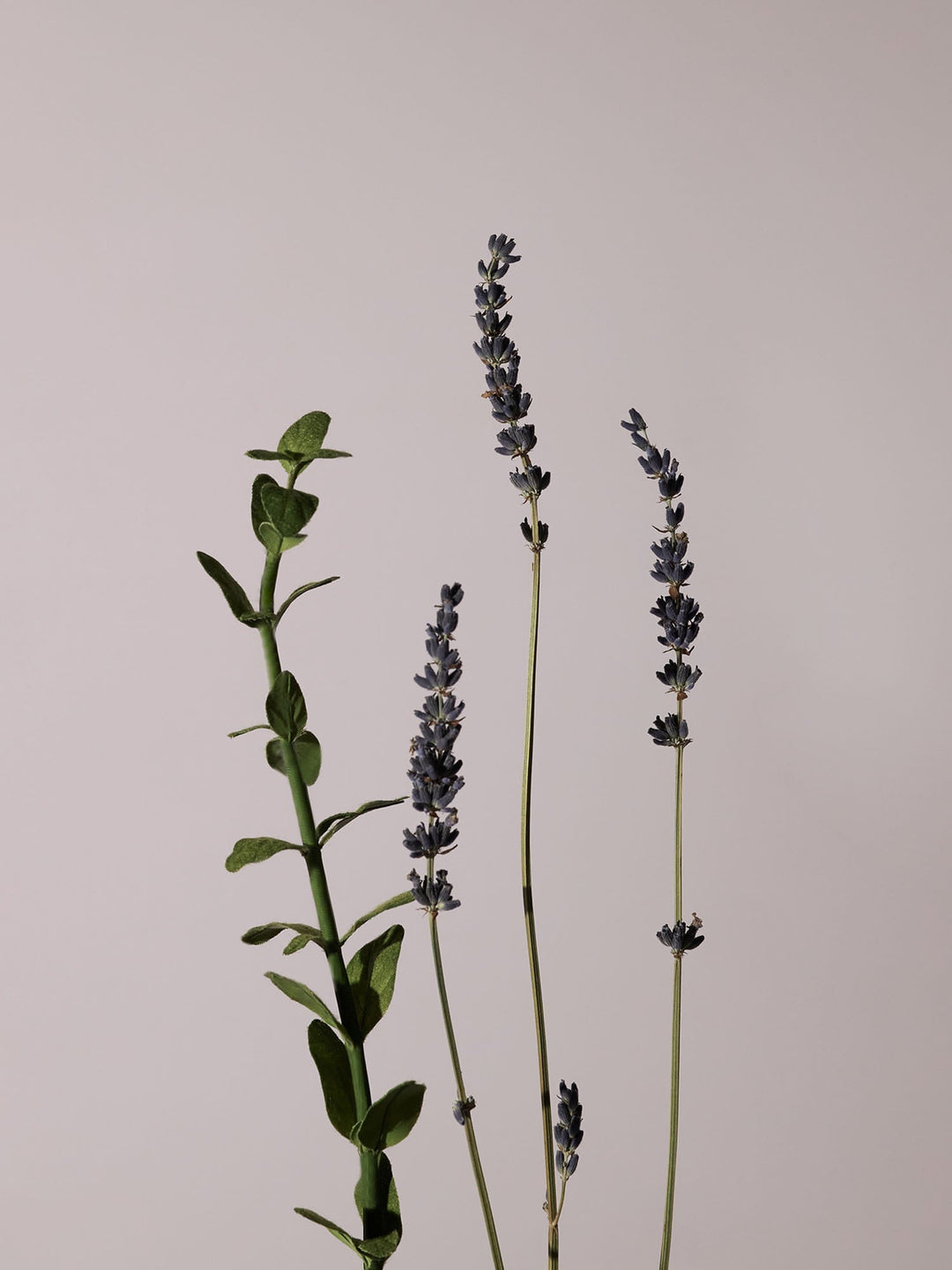 Serene Body Oil Lavender &amp; Marjoram